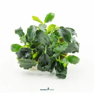 Mini-Kirin-Zwergspeerblatt, Anubias nana 'Mini Kirin', im Topf Sofort Bestellen